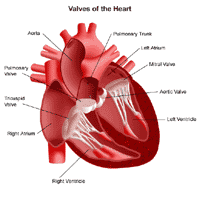 Anatomy of the heart, view of the valves