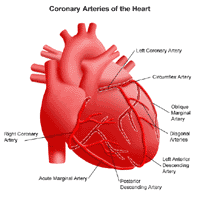 Anatomy of the heart, view of the coronary arteries