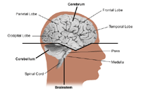 Anatomy of the brain, adult