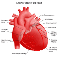 Illustration of the anatomy of the heart, anterior view