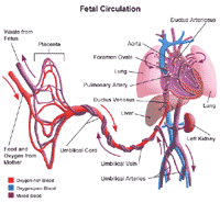 Illustration demonstrating fetal circulation