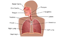 Illustration of the anatomy of the respiratory system